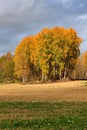 Landscape field trees autumn colors Royalty Free Stock Photo