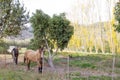 Landscape of field with trees and horses at Waboomskraal