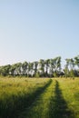 Landscape with field two-wheel road, big trees and blue sky. Royalty Free Stock Photo