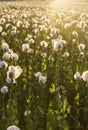 Landscape field of white poppies at sunset Royalty Free Stock Photo