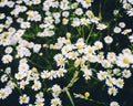 Landscape Of Field Yellow Daisies Royalty Free Stock Photo