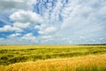 Landscape with a field of yellow oats