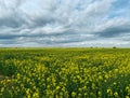 Landscape field of yellow oilseed rape flowers, also known as Rutabaga, Canola, Rape and Rapeseed oil seed. Royalty Free Stock Photo