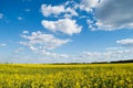 Landscape of a field of yellow rape or canola flowers  grown for the rapeseed oil crop. Field of yellow flowers with blue sky and Royalty Free Stock Photo