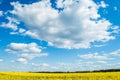 Landscape of a field of yellow rape or canola flowers, grown for the rapeseed oil crop. Field of yellow flowers with blue sky and Royalty Free Stock Photo