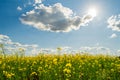 Landscape of a field of yellow rape or canola flowers, grown for the rapeseed oil crop. Field of yellow flowers with blue sky and Royalty Free Stock Photo