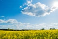 Landscape of a field of yellow rape or canola flowers  grown for the rapeseed oil crop. Field of yellow flowers with blue sky and Royalty Free Stock Photo