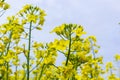 Landscape of a field of yellow rape or canola flowers, grown for the rapeseed oil crop. Field of yellow flowers with Royalty Free Stock Photo