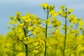 Landscape of a field of yellow rape or canola flowers, grown for the rapeseed oil crop. Field of yellow flowers with Royalty Free Stock Photo