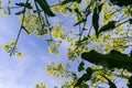 Landscape of a field of yellow rape or canola flowers, grown for the rapeseed oil crop. Field of yellow flowers with Royalty Free Stock Photo