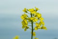 Landscape of a field of yellow rape or canola flowers, grown for the rapeseed oil crop. Field of yellow flowers with Royalty Free Stock Photo