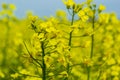 Landscape of a field of yellow rape or canola flowers, grown for the rapeseed oil crop. Field of yellow flowers with Royalty Free Stock Photo