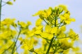 Landscape of a field of yellow rape or canola flowers, grown for the rapeseed oil crop. Field of yellow flowers with Royalty Free Stock Photo