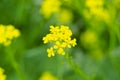 Landscape of a field of yellow rape or canola flowers, grown for the rapeseed oil crop Royalty Free Stock Photo