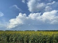 Landscape . A field of yellow sunflowers against a blue sky with white clouds. Royalty Free Stock Photo