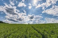landscape with fields, forest and dramatic sky Royalty Free Stock Photo