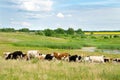 Landscape with fields and grazing cows