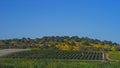 Landscape of fields at Hanadiv valley Israel Royalty Free Stock Photo