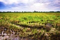 Landscape of fields harvested at evening time Royalty Free Stock Photo