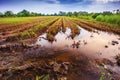 Landscape of fields harvested at evening time Royalty Free Stock Photo