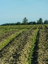 The landscape in the fields of the Kaluga region in Russia. Royalty Free Stock Photo