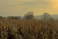 Orange evening sky over corn field and hills of Flemish ardennes on a sunny autumn day