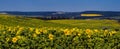 Landscape with fields of sunflowers, corn overlooking a green forest. Cherkasy region, Ukraine Royalty Free Stock Photo