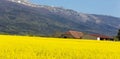 Landscape of fields of wheat and rapeseed in the background of Mount Jura in France