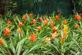 A Landscape Filled with Orange and Yellow Guzmania Bromeliads
