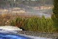 Landscape in Finland fog winter conifers