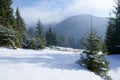 Landscape fir tree on a snowy meadow in the mountains Royalty Free Stock Photo