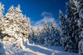 Landscape with fir trees covered with snow Royalty Free Stock Photo