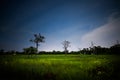 Firefly, lightning bugs flying in the field at night Royalty Free Stock Photo