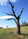 Landscape First floor dead cherry tree with blue sky Royalty Free Stock Photo