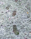 Landscape with the first snow in the garden on the green grass, footprints in the snow, autumn Royalty Free Stock Photo