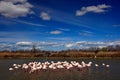 Landscape with flamingos. Flock of Greater Flamingo, Phoenicopterus ruber, nice pink big bird, dancing in the water, animal in th Royalty Free Stock Photo