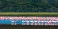 Landscape with flamingos. Pink birds.