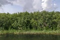 Landscape with floating island, part peat two metre deep with vegetation and animals in Vlasina mountain lake, anchored to shore