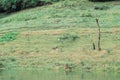 Landscape with floating peat island,stone on the shore.Atmospheric romantic landscape, beautiful nature with trees.