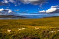 Landscape With Flock Of Sheep At The Coast Of Loch Eriboll Near Durness In Scotland