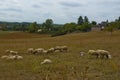 Landscape of flock of sheep grazing near Martel France