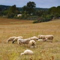 Landscape of flock of sheep grazing near Martel France