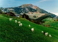 Landscape with a flock of sheep on the mountain, Austria.