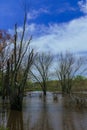 landscape of the flood in spring forest