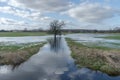 Landscape with flooded meadows and a single, bare tree Royalty Free Stock Photo