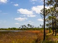 Landscape from the Florida Savannas Preserve