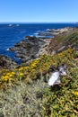 Landscape with flower and Pacific Ocean at Garrapata State Park Royalty Free Stock Photo