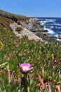 Landscape with flower and Pacific Ocean at Garrapata State Park Royalty Free Stock Photo