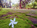 Landscape flower wildgrass