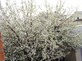 Landscape with flowering Apple tree
